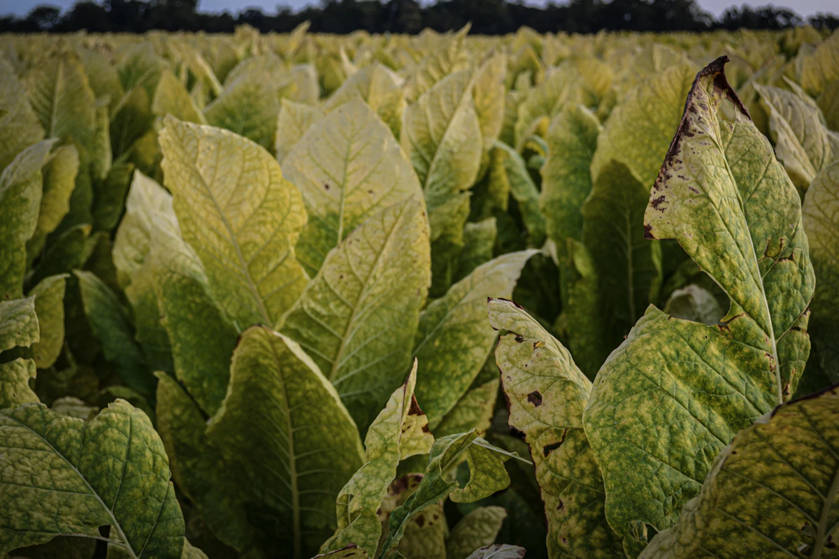 Tobacco cultivation in the fields