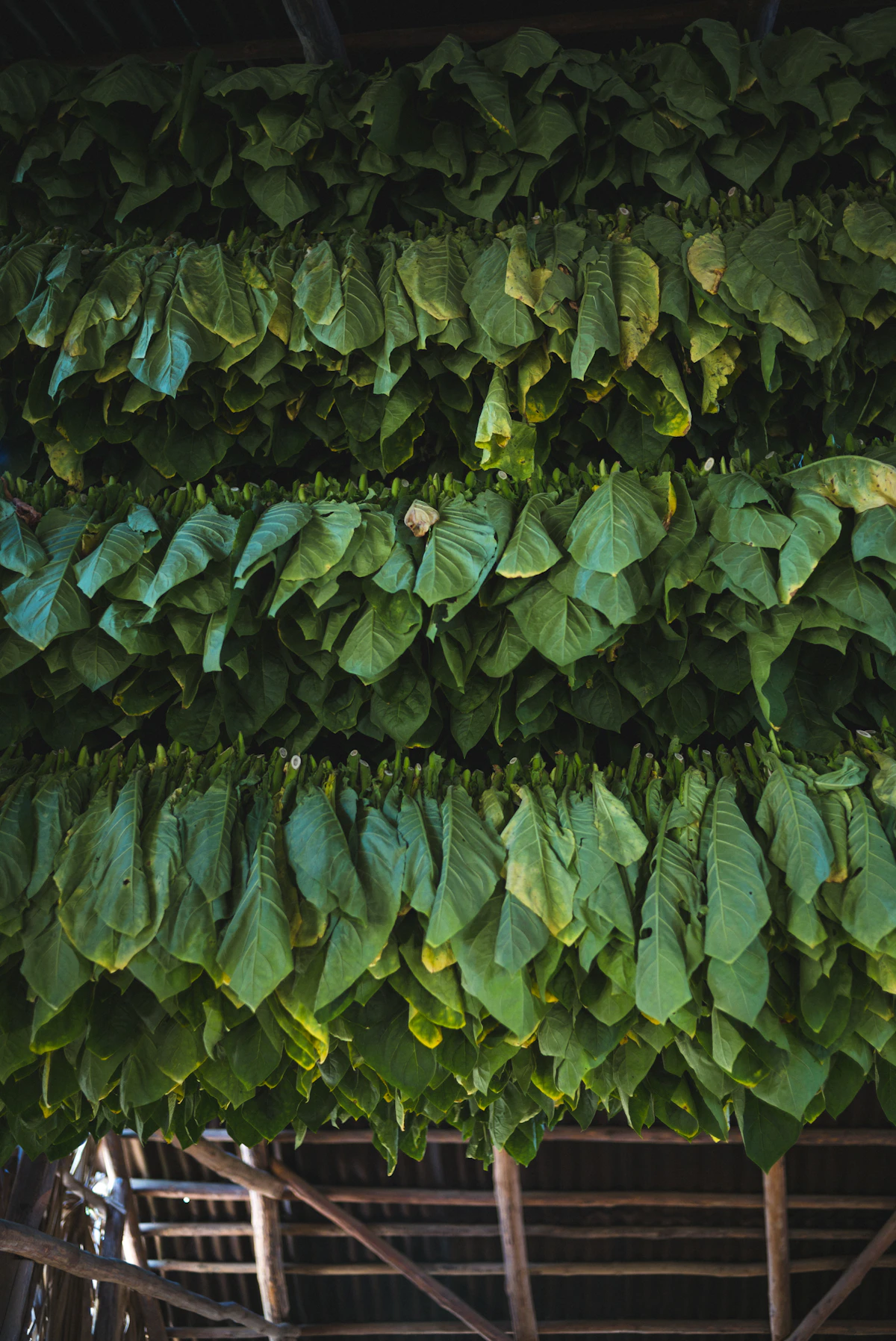 Premium dried tobacco leaf