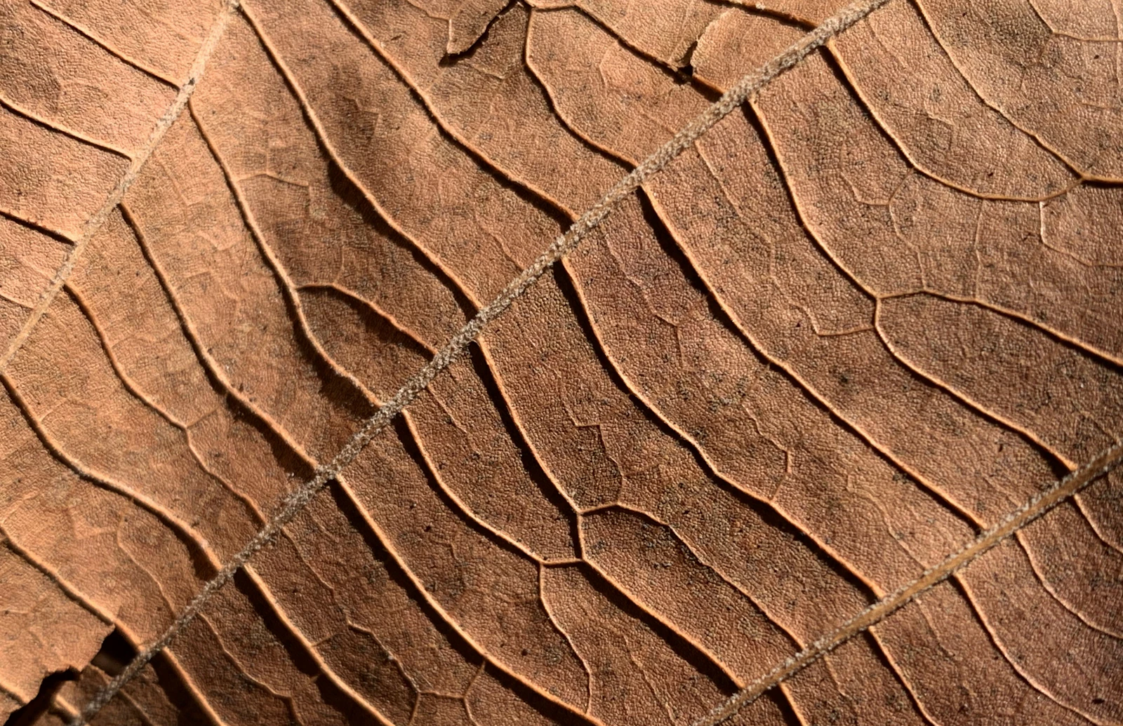 Rich tobacco leaves