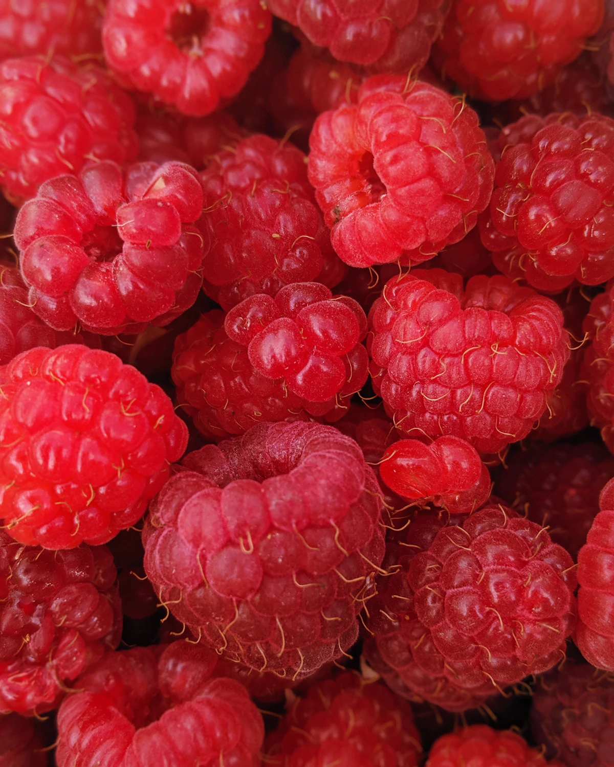 Deep red berries