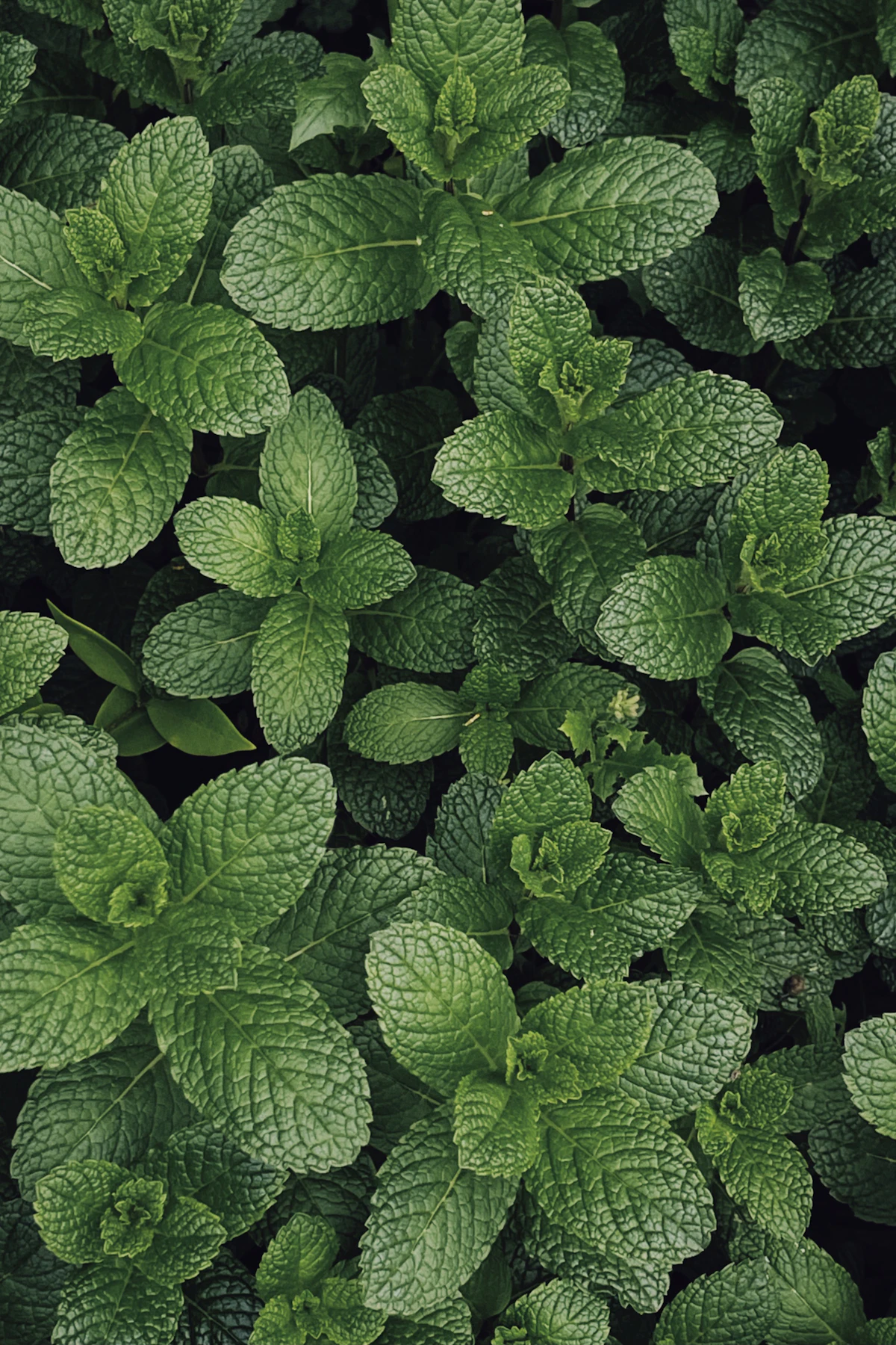 Fresh mint leaves